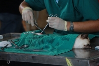 Leg veterinarian