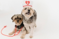 Leg veterinary nurse