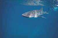 Researcher in aquatic ecology